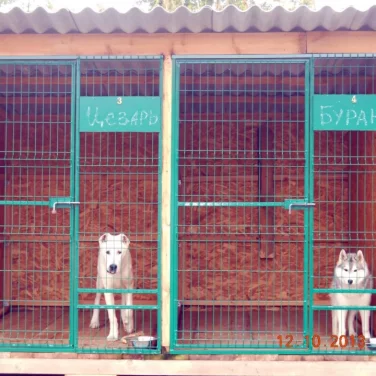 Центр дрессировки собак Kinolog-dog фотография 2