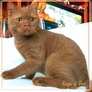 Питомник британских короткошерстных кошек Reign Of Fire фотография 2